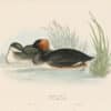 Gould Birds of Europe, Pl. 391 Eared Grebe