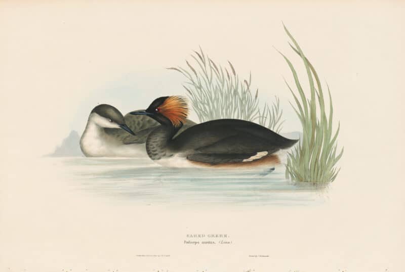 Gould Birds of Europe, Pl. 391 Eared Grebe