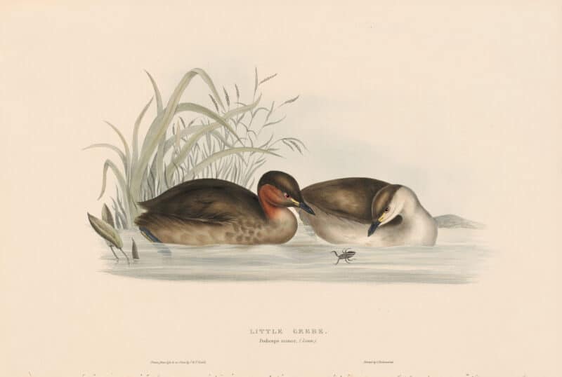 Gould Birds of Europe, Pl. 392 Little Grebe, or Dabchick
