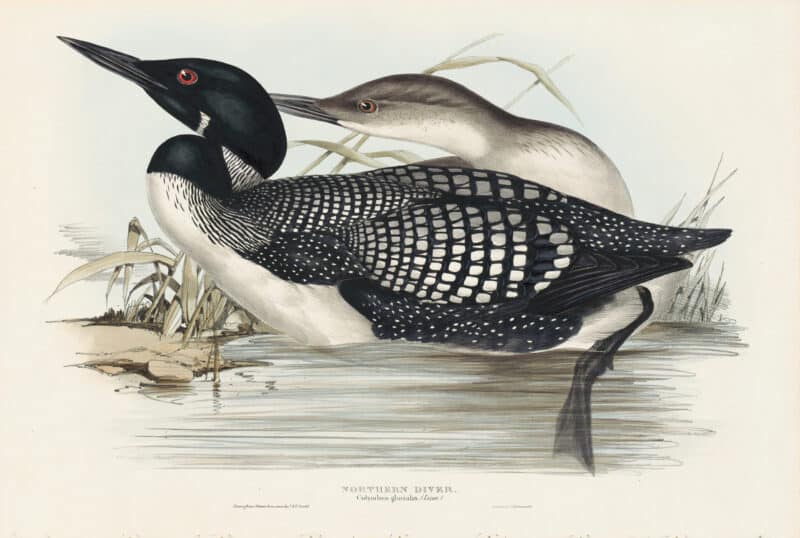 Gould Birds of Europe, Pl. 393 Northern Diver