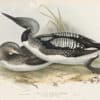 Gould Birds of Europe, Pl. 394 Black-throated Diver