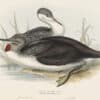 Gould Birds of Europe, Pl. 395 Red-throated Diver