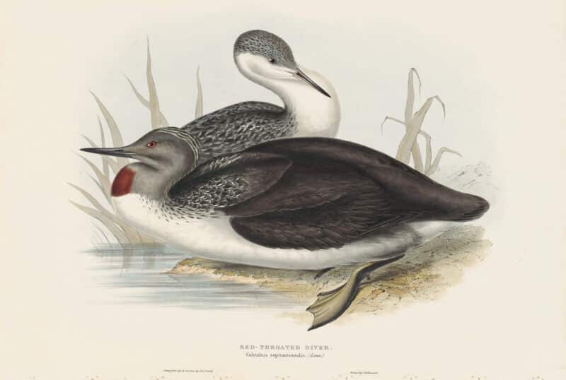Gould Birds of Europe, Pl. 395 Red-throated Diver