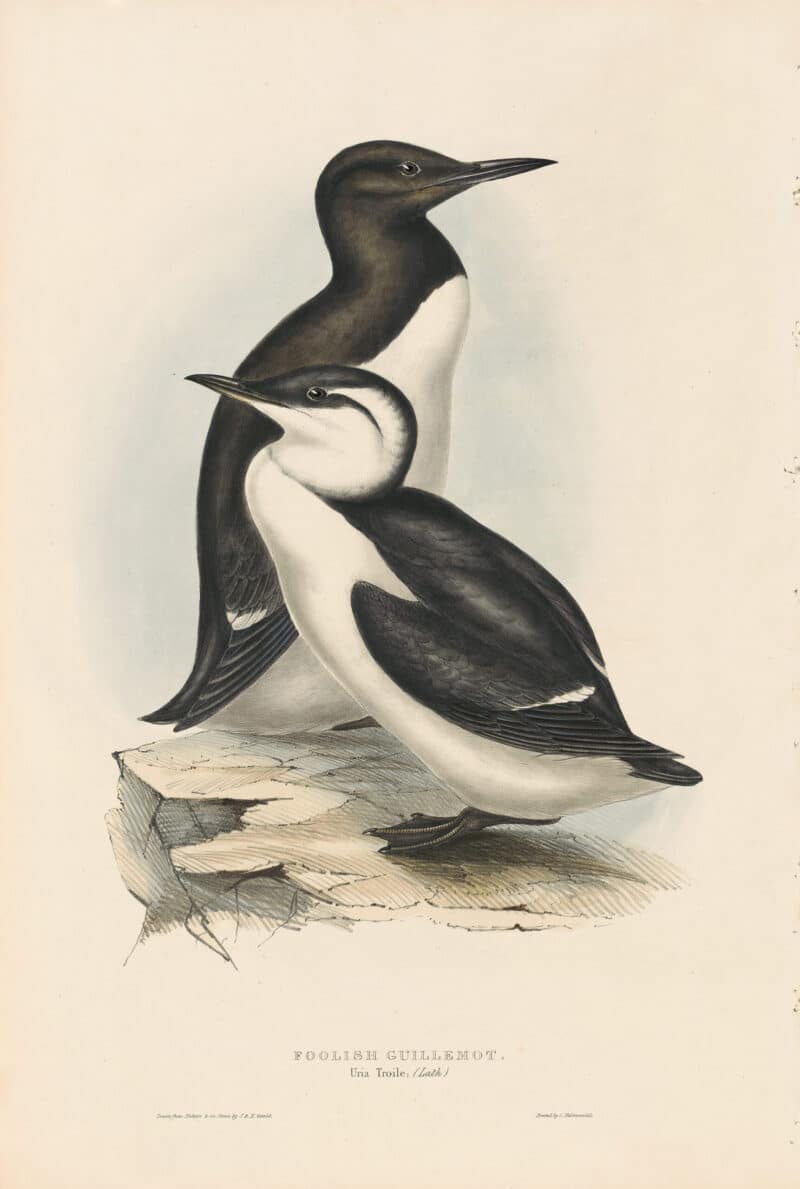 Gould Birds of Europe, Pl. 396 Foolish Guillemot