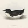 Gould Birds of Europe, Pl. 398 Brunnich's Guillemot