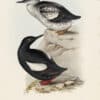 Gould Birds of Europe, Pl. 399 Black Guillemot