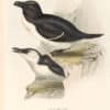 Gould Birds of Europe, Pl. 401 Razor-billed Auk