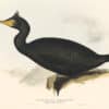 Lear Birds of Europe, Pl. 411 Desmarest's Cormorant
