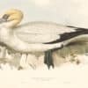 Lear Birds of Europe, Pl. 413 Black-tailed Gannet