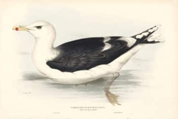Lear Birds of Europe, Pl. 430 Great Black-backed Gull