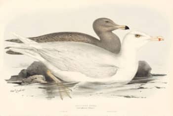Lear Birds of Europe, Pl. 432 Glaucous Gull
