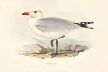 Lear Birds of Europe, Pl. 438 Audouin's Gull