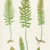 Moore Pl. 1, Polypodium vulgare; P. vulgare acutum; P. vulgare bifidum