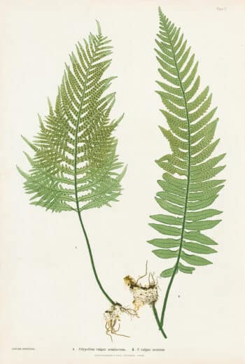 Moore Pl. 2, Polypodium vulgare semilacerum; P. vulgare serratum