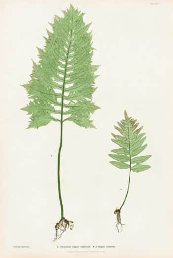 Moore Pl. 3, Polypodium vulgare cambricum; P. vulgare crenatum