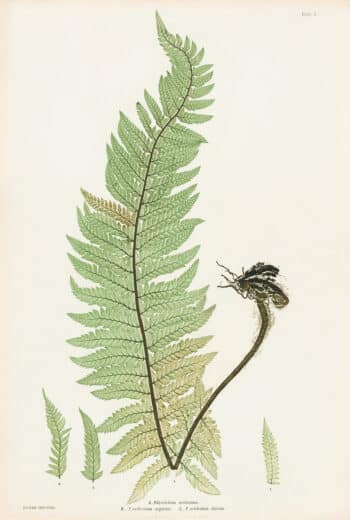 Moore Pl. 10, Polystichum aculeatum; P. aculeatum argutum; P. aculeatum alatum
