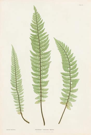 Moore Pl. 11, Polystichum aculeatum lobatum