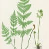 Moore Pl. 21, Lastrea spinulosa