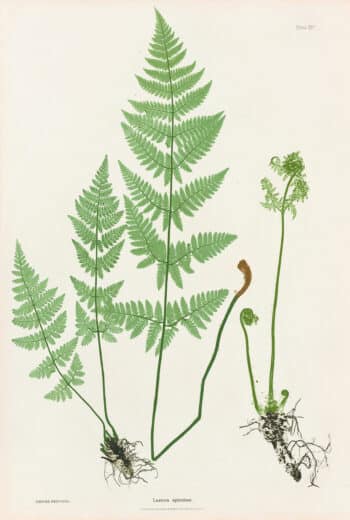 Moore Pl. 21, Lastrea spinulosa