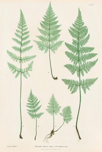 Moore Pl. 26, Lastrea dilatata collina; L. dilatata nana