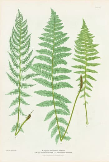 Moore Pl. 31, Athyrium Filix-foemina rhaeticum; A. Filix-foemina latifolium; A. Filix-foemina marinum