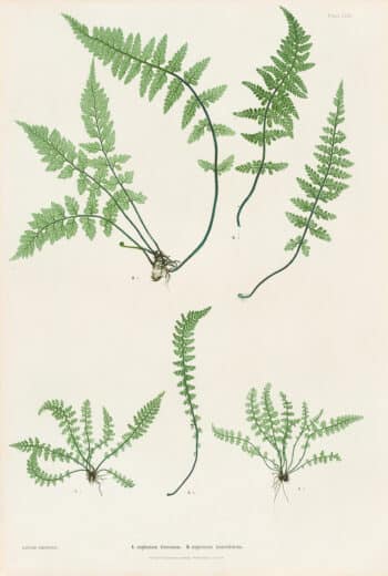 Moore Pl. 35, Asplenium fontanum; Asplenium lanceolatum