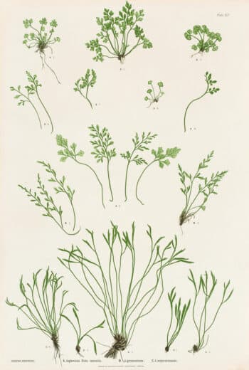 Moore Pl. 41, Asplenium Ruta-muraria; A. germanicum; A. septentrionale
