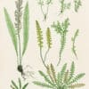 Moore Pl. 43, Ceterach officinarum; Gymnogramma leptophylla; Blechnum Spicant