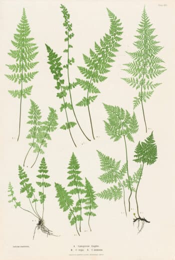 Moore Pl. 46, Cystopteris fragilis; C. regia; C. montana