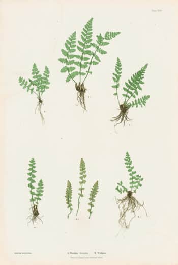 Moore Pl. 47, Woodsia ilvensis; W. alpina