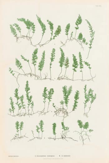 Moore Pl. 49, Hymenophyllum tunbridgense; H. unilaterale