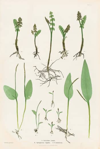 Moore Pl. 51, Botrychium Lunaria; Ophioglossum vulgatum; O. lusitanicum