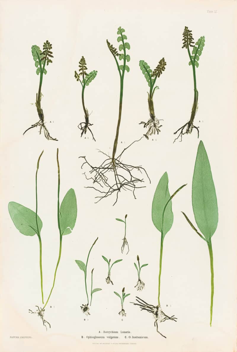 Moore Pl. 51, Botrychium Lunaria; Ophioglossum vulgatum; O. lusitanicum