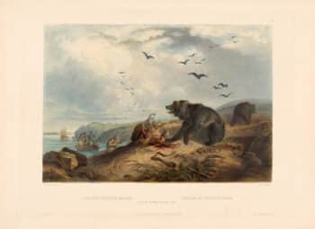 Bodmer Pl. 36, Hunting of the Grizzly Bear