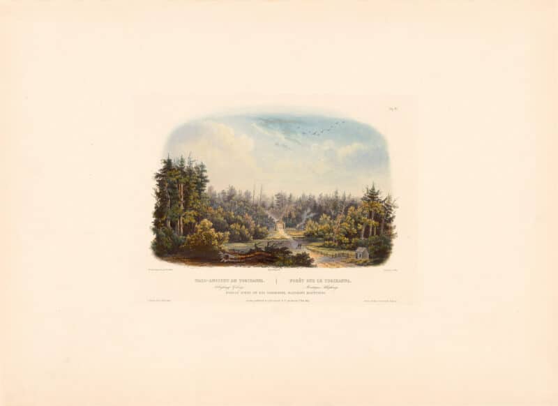 Bodmer Vig. 4, Forest Scene on the Tobihanna; Alleghany Mountains