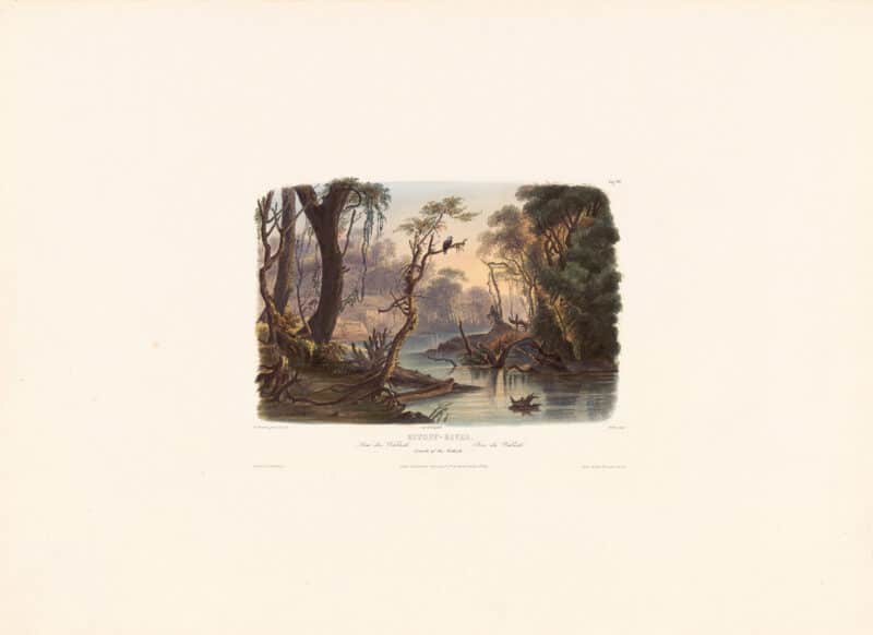 Bodmer Vig. 8, Cuttoff-River, Branch of the Wabash