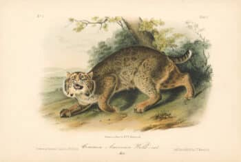 Audubon Bowen Octavo Pl. 1, Common American Wild-cat