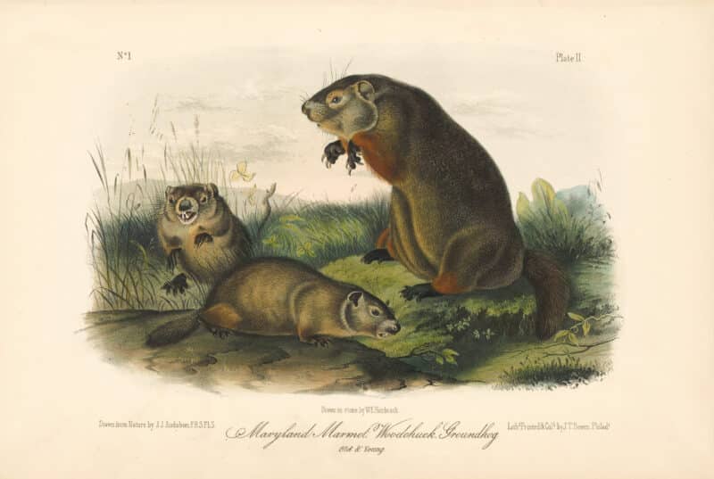 Audubon Bowen Octavo Pl. 2, Maryland Marmot Woodchuck Groundhog