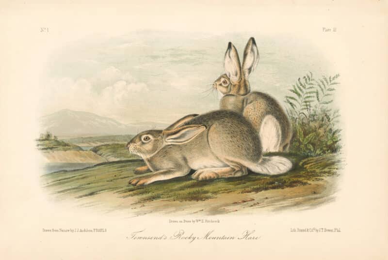 Audubon Bowen Octavo Pl. 3, Townsend's Rocky Mountain Hare