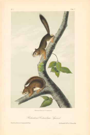 Audubon Bowen Octavo Pl. 5, Richardson's Columbian Squirrel