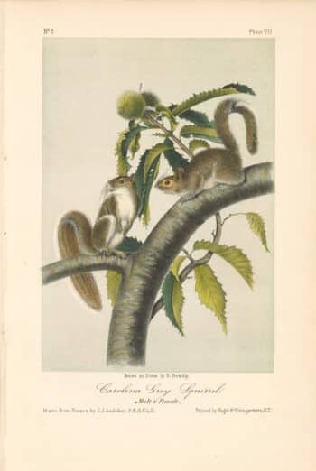 Audubon Bowen Octavo Pl. 7, Carolina Grey Squirrel