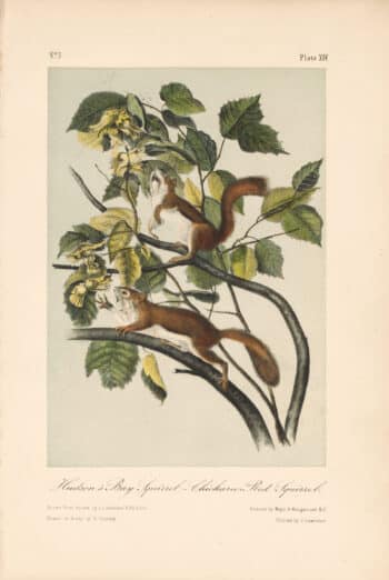 Audubon Bowen Octavo Pl. 14, Hudson's Bay Squirrel - Chickaree - Red Squirrel