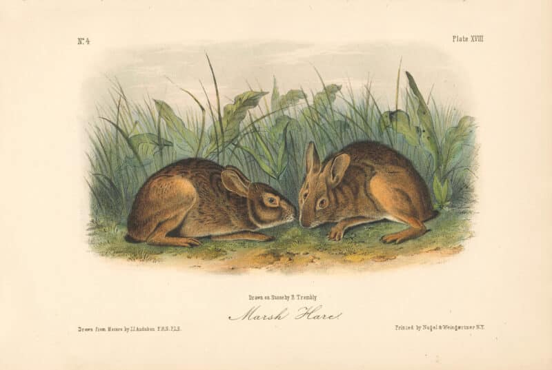 Audubon Bowen Octavo Pl. 18, Marsh Hare