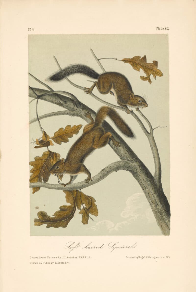 Audubon Bowen Octavo Pl. 19, Soft haired Squirrel