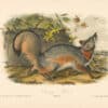 Audubon Bowen Octavo Pl. 21, Gray Fox