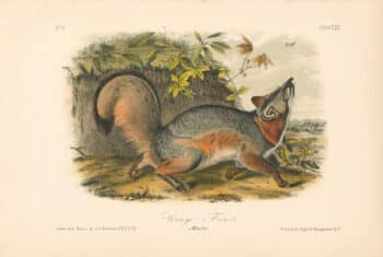 Audubon Bowen Octavo Pl. 21, Gray Fox
