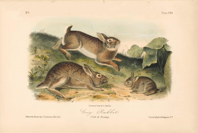 Audubon Bowen Octavo Pl. 22, Grey Rabbit