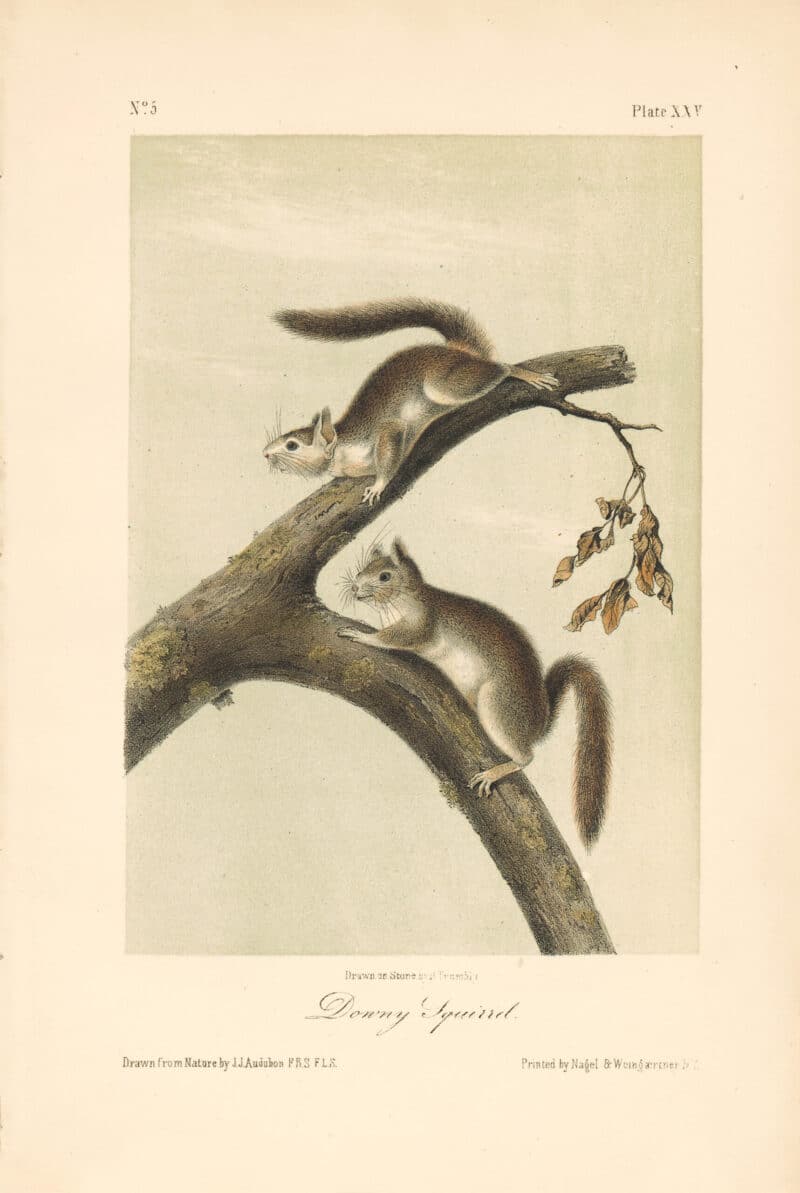 Audubon Bowen Octavo Pl. 25, Downy Squirrel