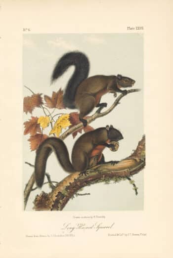 Audubon Bowen Octavo Pl. 27, Long Haired Squirrel