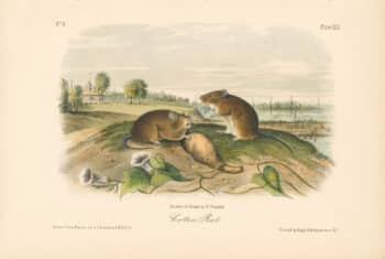 Audubon Bowen Octavo Pl. 30, Cotton Rat